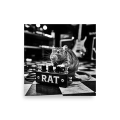 Kitty Poster Monochrome Photograph Poster